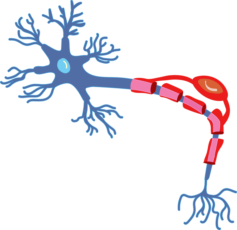 Anatomy Of The Neuron